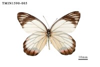 藏品(白豔粉蝶)的圖片